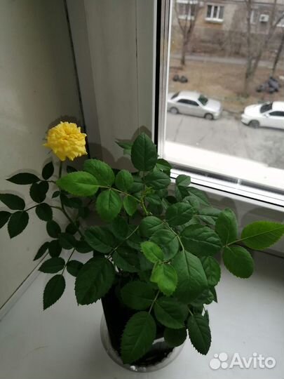 Роза комнатная