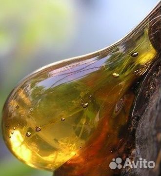 Варенье из сосновых шишек и Мед из сосновых почек