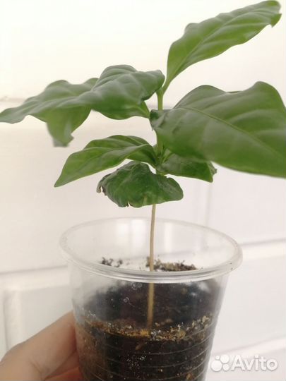 Кофейное дерево