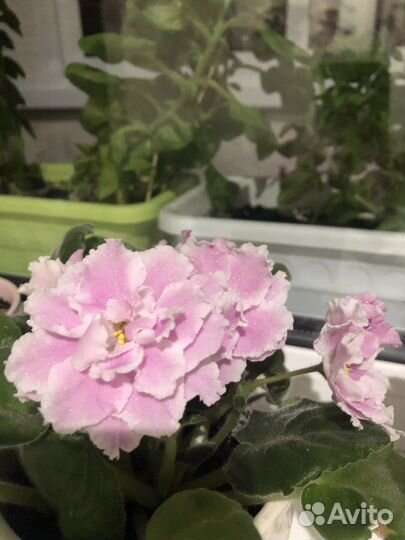 Фиалка - листочки, сорт «арбузный снег»