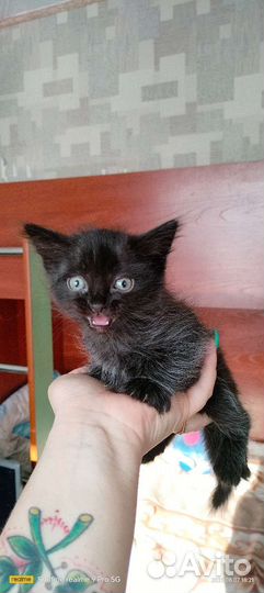 Кошка
