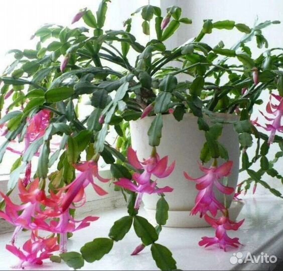 Декабрист (шлюмбергера)