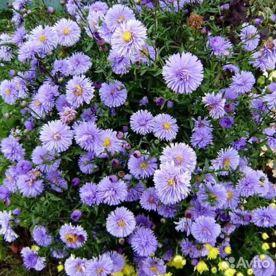 Лилельник, карликовые ирисы, астра многолетние, ла