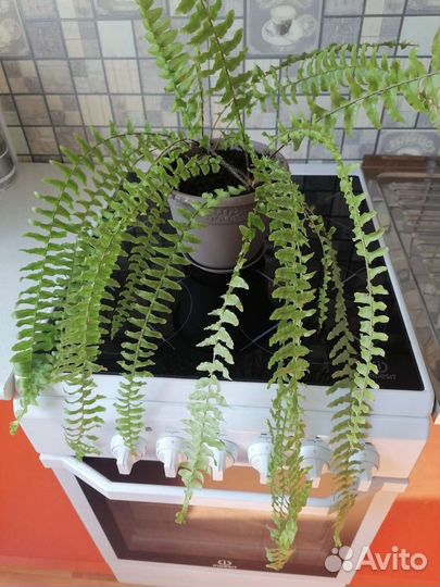 Папоротник