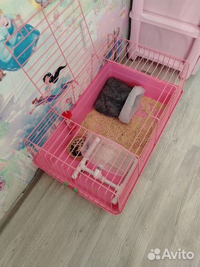 Африканский ежик