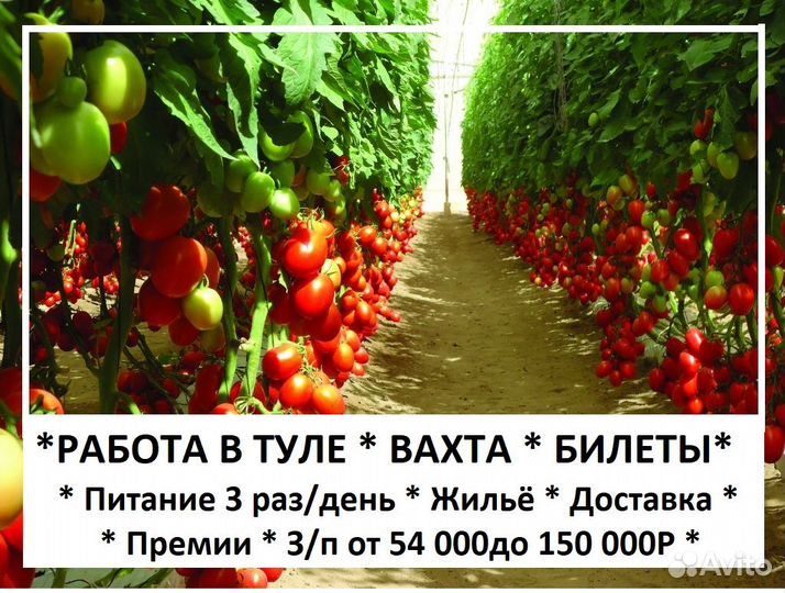 Рабочий без опыта Сбор в теплицах Вахта