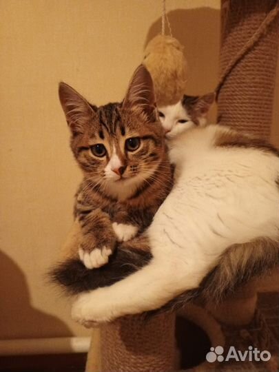 Кошка в дар