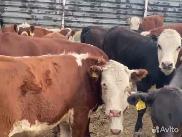 Продажа крс