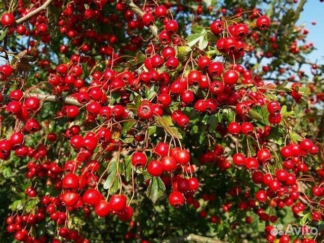 Боярышник ягоды