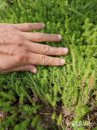 Очиток многолетний