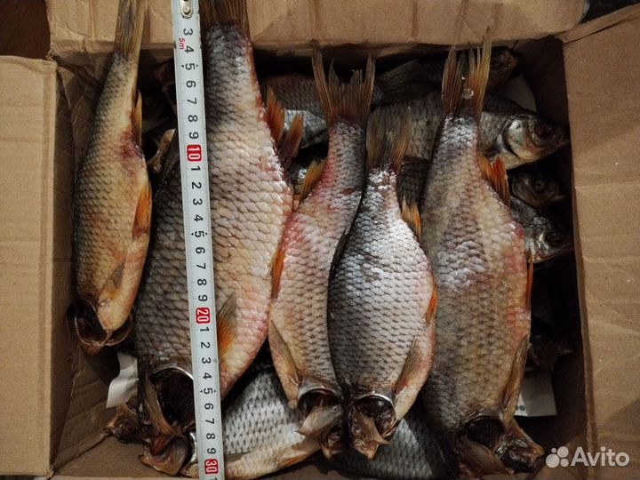 Рыба красноперка