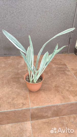 Сансевиерия Металлик