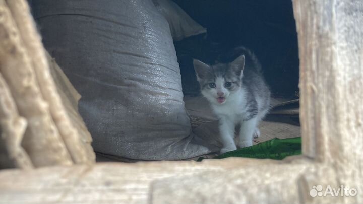 Котята в добрые руки