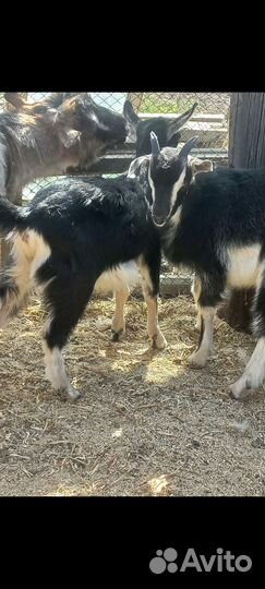 Козочки Козлики Козы дойные