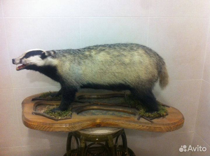 Чучела барсука, енотовидной собаки (композиция.)