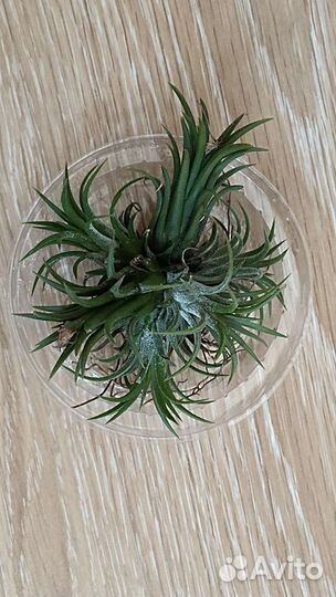 Тилландсия атмосферная