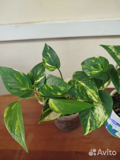 Сциндапсус