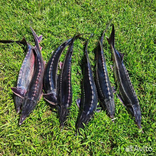 Царская рыба, форель