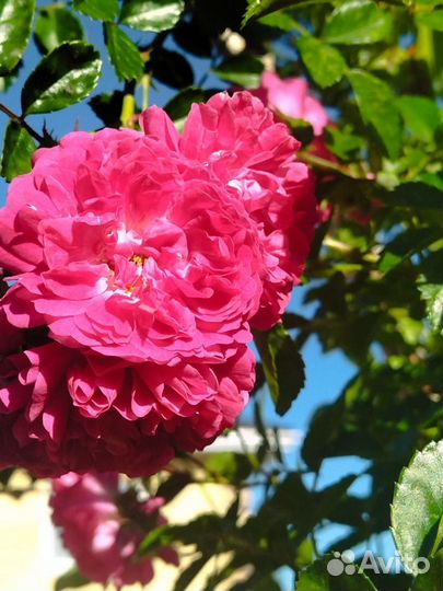 Роза плетистая Эксцельза