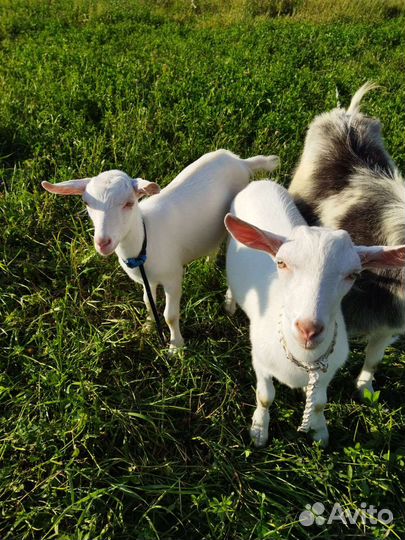 Козлята