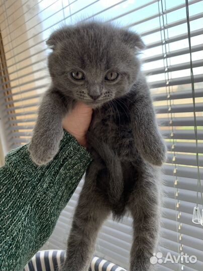 Шотландские котята