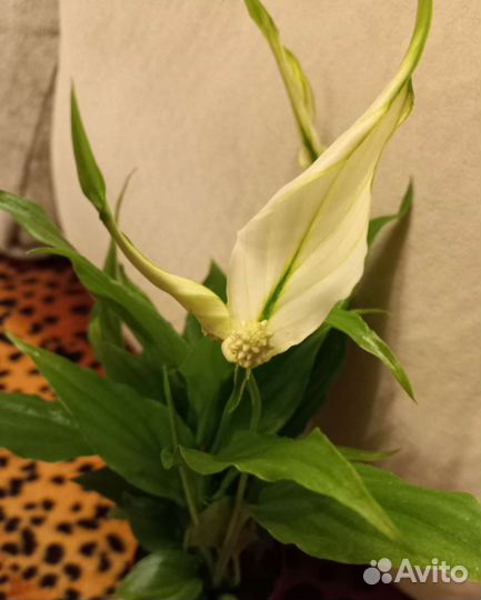 Спатифиллум Шопен