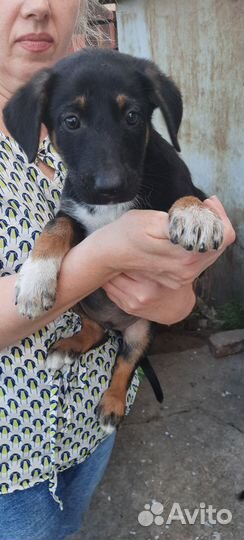 Щенок-мальчик в добрые руки