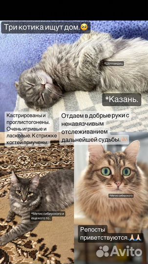 Сибирская кошка бесплатно