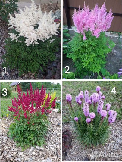 Многолетники, садовые растения часть 2