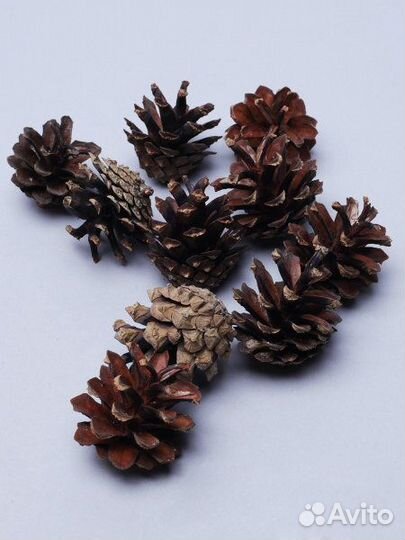Шишки для флористики