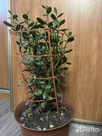 Денежное дерево