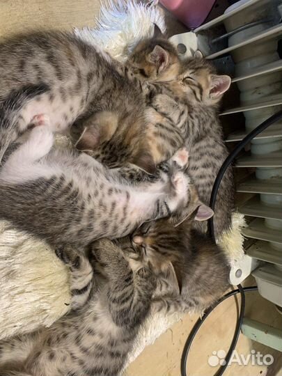 Чудесные пушистые девчонки в поисках дома