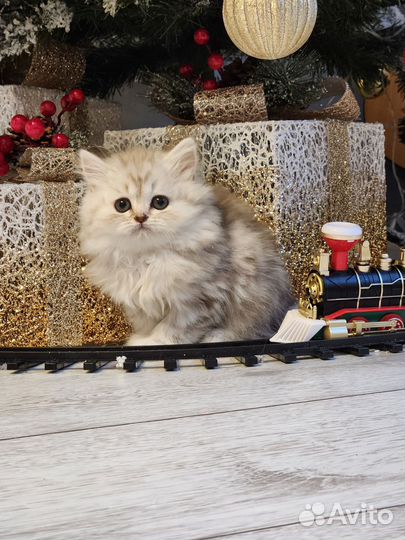 Очаровательная малышка хайленд страйт