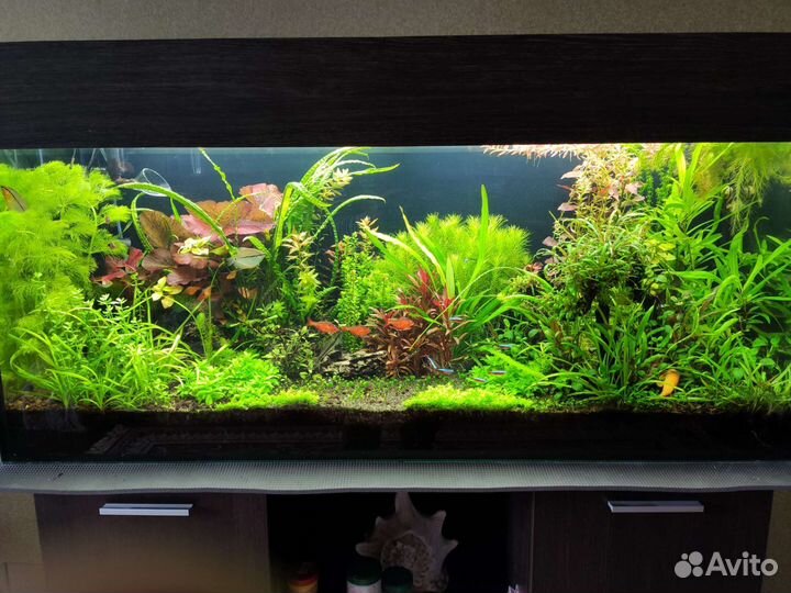 Аквариумные растения