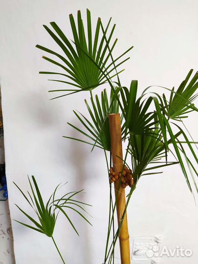 Пальма Хамеропс