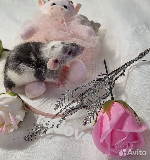 Крысята дамбо мальчишки