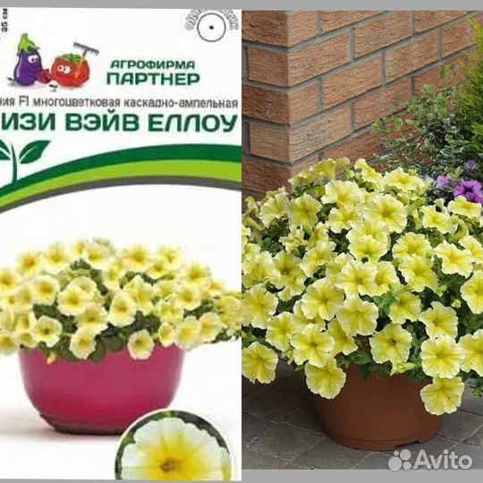 Петуния тайдал