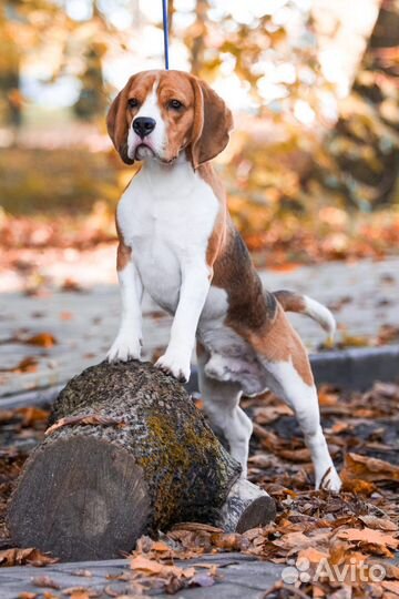 Бигль вязка