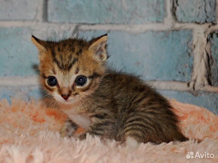 Спасенный котенок в самые добрые руки