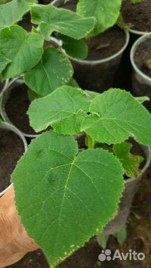 Павловния FTE