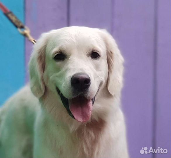 Зоогостиница в Ульяновске. Передержка собак