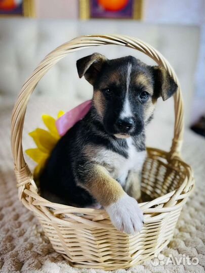 Щенок девочка