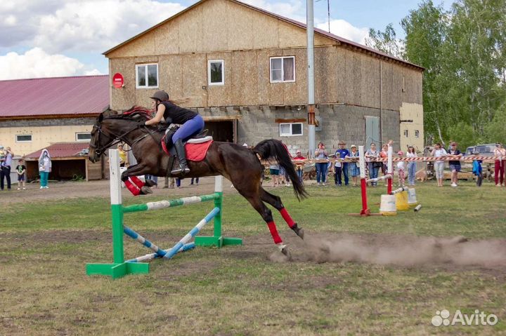 Конные прогулки по полям и лесам