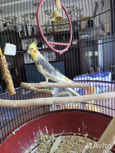 Попугай корелла с клеткой