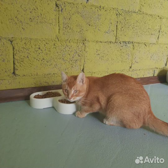 Зоогостиница для ваших питомцев