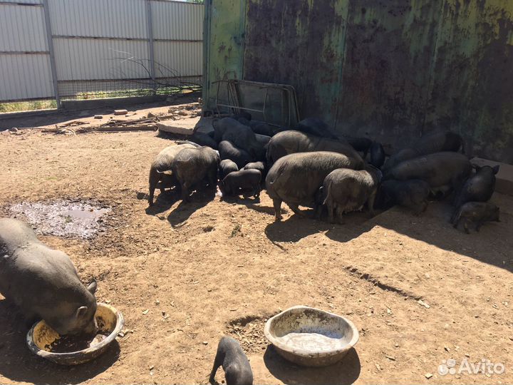 Вьетнамск вислобрюхий поросенок