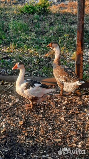 Холмогорские гуси