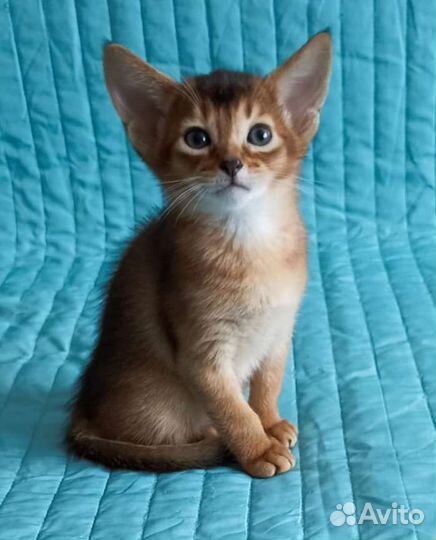 Абиссинские котята