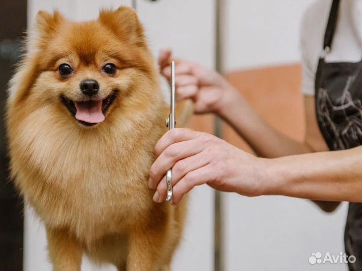 Обучение на грумера