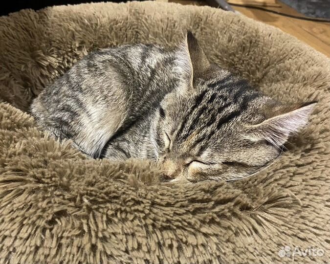 Котята в добрые руки бесплатно